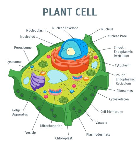 佳里光合作用|The Plant Cell 